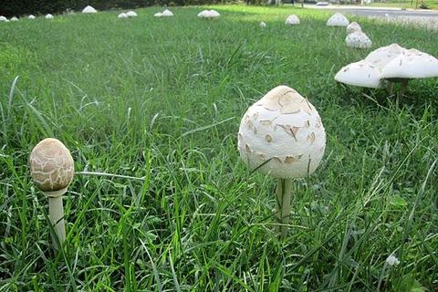 The mystery of the mushroom