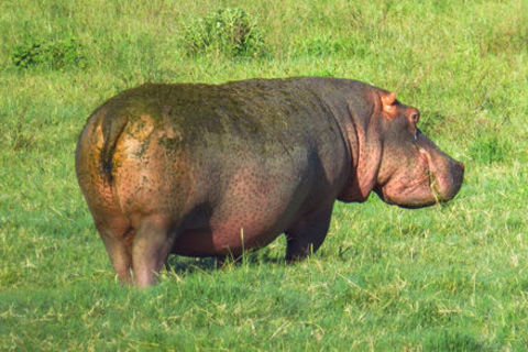 hippopotamus &amp; the shrew