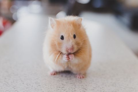 Maisie’s monster-ous mouse