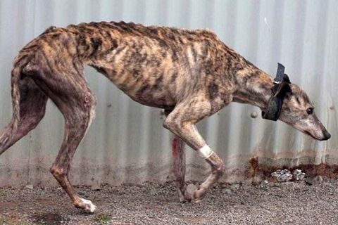 Greyhound Town