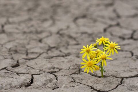 HOPE - GRACE BOWDITCH