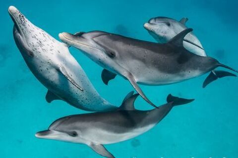 I Dream Of Dolphins
