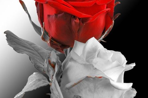 The Red Rose and the White Rose