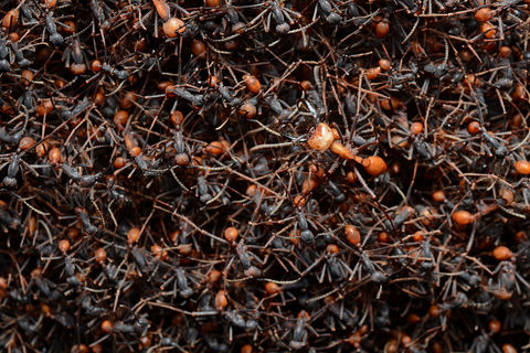 ~ An Army Of Ants ~