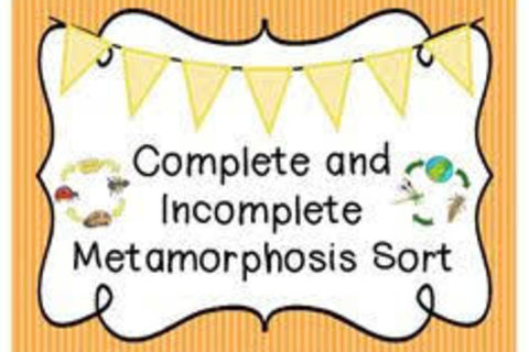 Incomplete metamorphosis of this stilled adolescent...