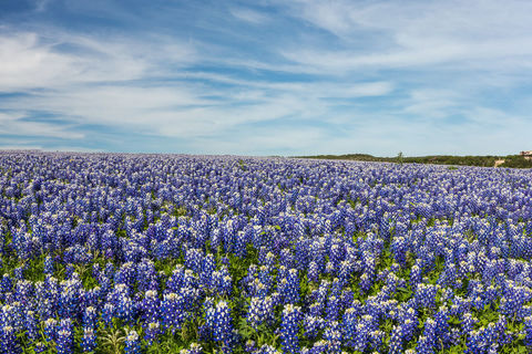 Bluebonnets