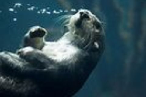 The Otter