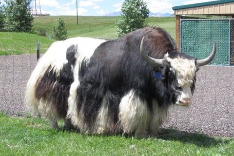 Yak of the Lonely