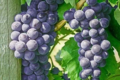 Concord grapes