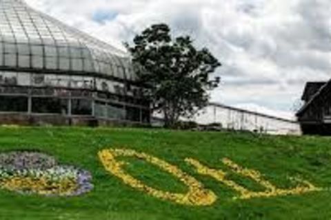 Ott&#039;s (lots) chrysanthemums in bloom