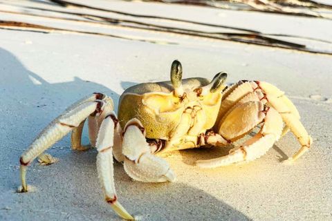 The Crab that got away