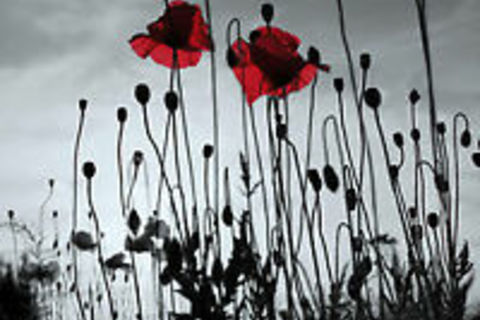 Scattered red poppies 