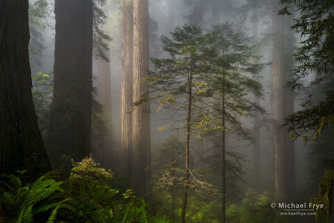 Old Growth