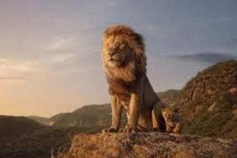 Lion &#039;bout grabbing tiger by tail