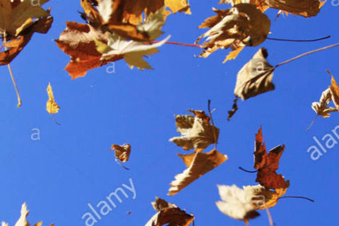 Leaves In Flight
