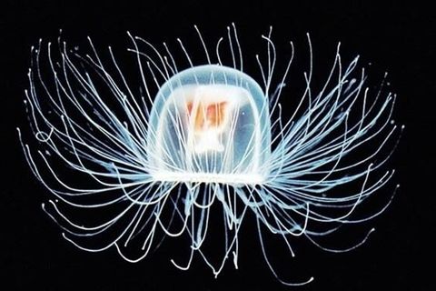 Immortal Jellyfish