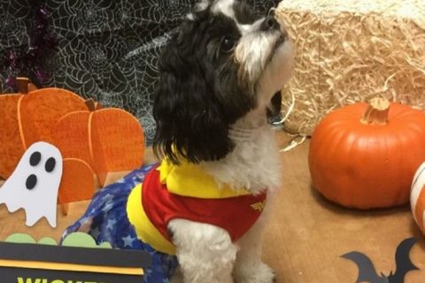 Halloween Goes To The Dogs Again