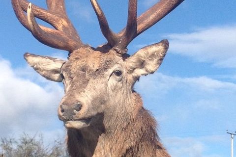 The Exmoor Emperor stag