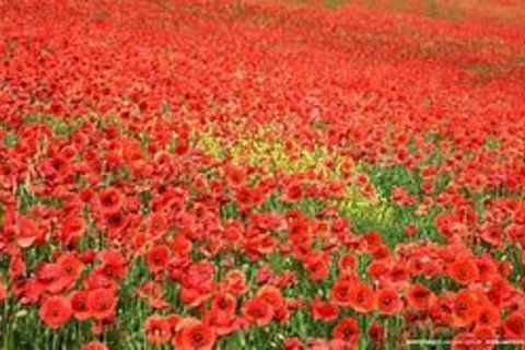 Blood Red