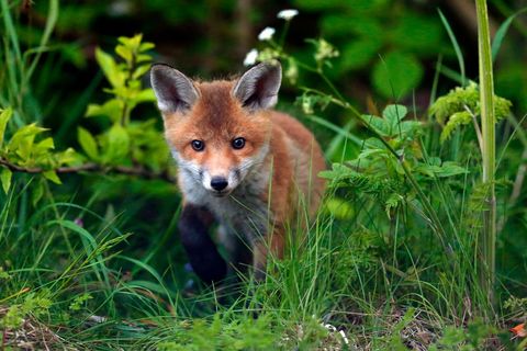 There’s a Fox in my Hollyhocks