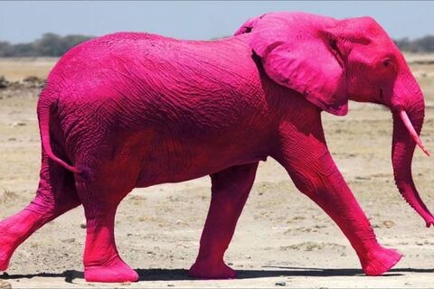 THE ELEPHANT  IN THE PINK HOODIE 