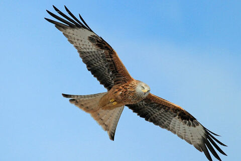 The Red Kite