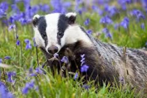 The Badger