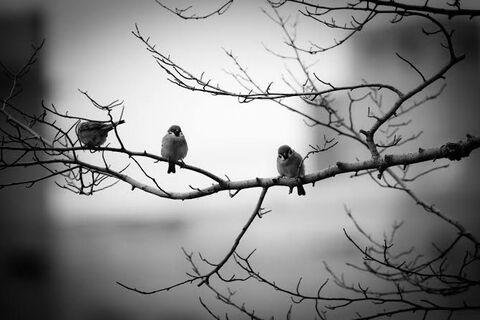 Oh the songs the birds rehearse