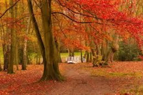 Autumn Leaves