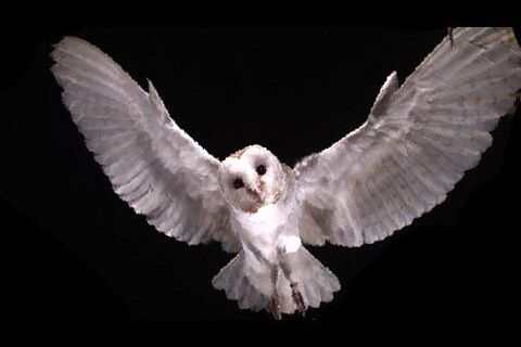 The Owl  