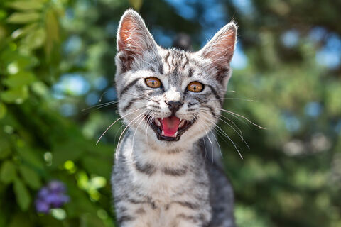 To a Cat