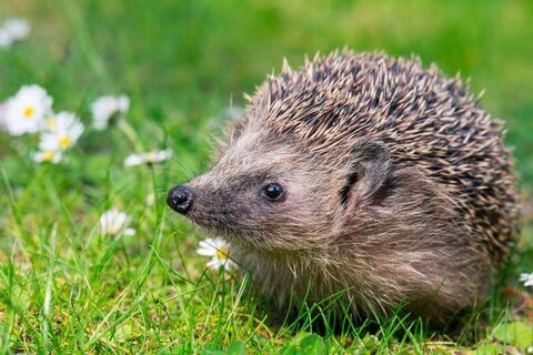 The Hedgehog