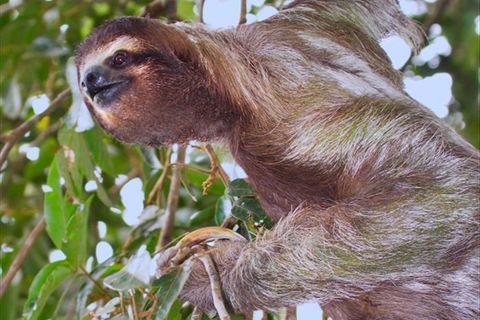 The Sloth and the Moth