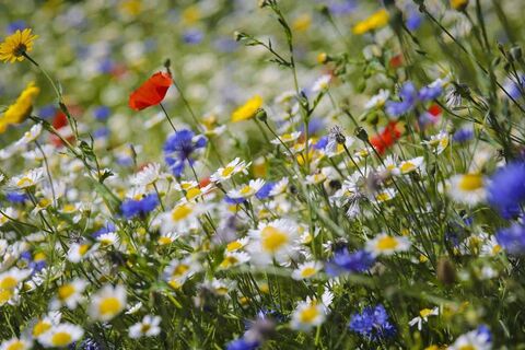Wildflowers