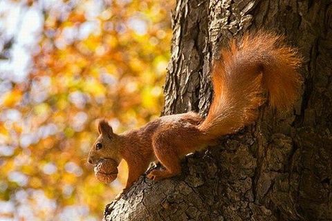 Autumn Tree  