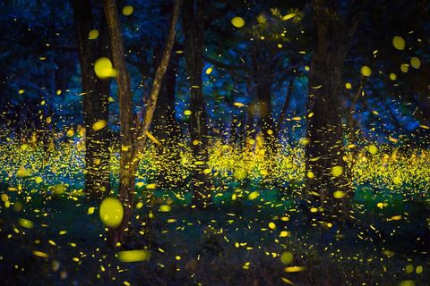 Forest full of fireflies?