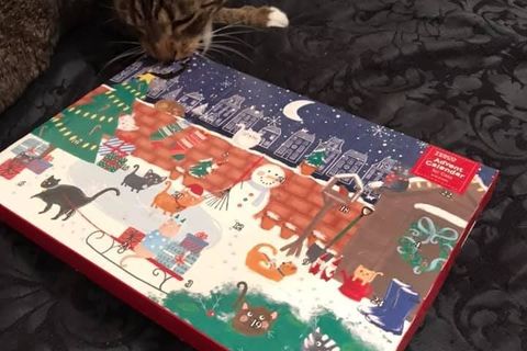 Kitty’s Advent Calender