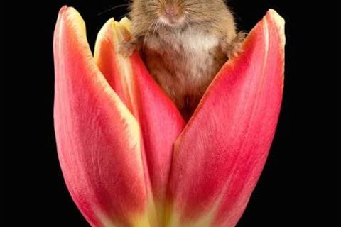 Moeise the little mouse and the cottage garden house.