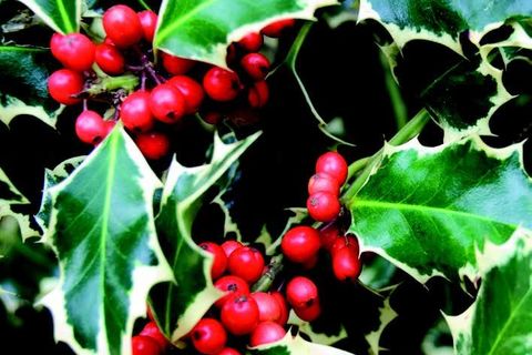 The holly and the ivy