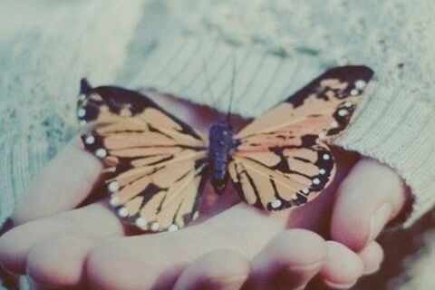 Butterfly 