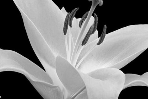 THE FLOWERS IN MY LIFE 