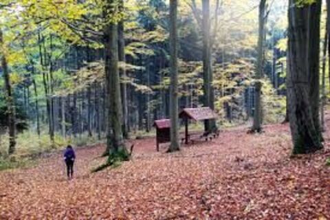the endless fallen leaves