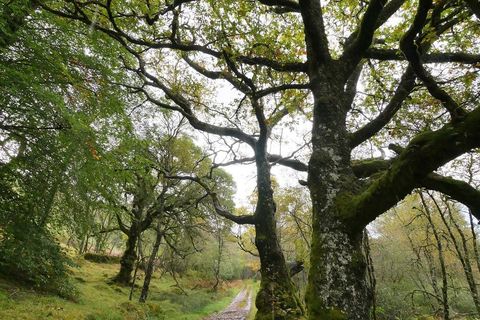 The tall oak tree and me