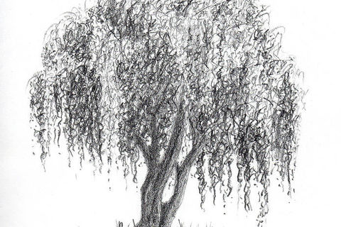 The Willow Tree