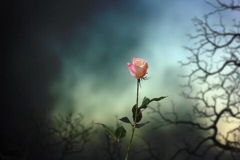 Hope is like a flower