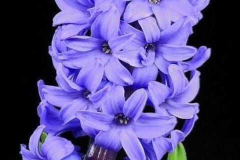 Hyacinth