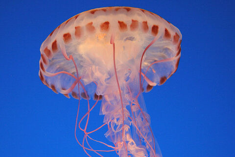 Jelly-fish