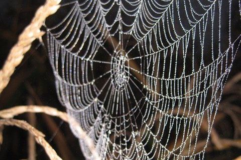 Webs of woven wonderment