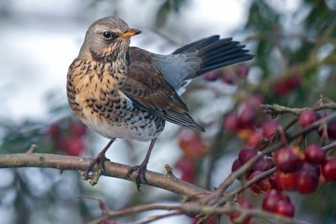 Mr. Mistle thrush