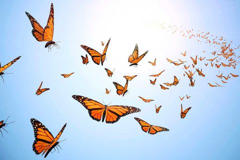 Catching Butterflies of Hope